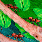 Snack Leafcutter Deck (8.5)
